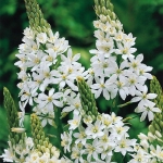 ornithogalum_magnum_main