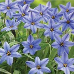 ipheion_uniflorum_jessie_59592_web