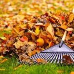 raking_leaves