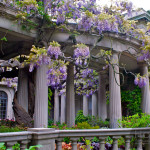 van vleck wisteria