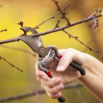 Pruning-Tree