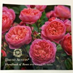 david austin roses