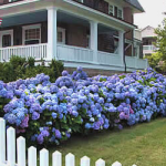 endless hydrangea