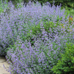 boxwood and nepeta - Copy