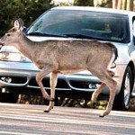 deer_car