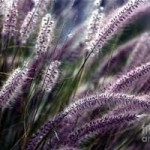 Purple ornamental grass