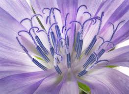 purple flower