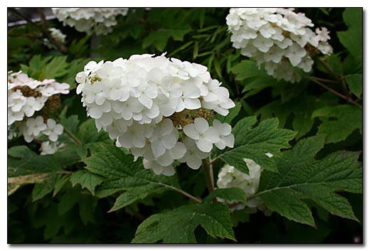 HydrangeaSnowQueen