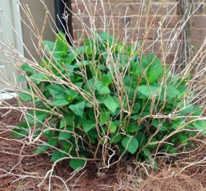 hydrangea pruning2