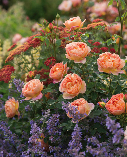 Lady of Shalott - David Austin English Rose