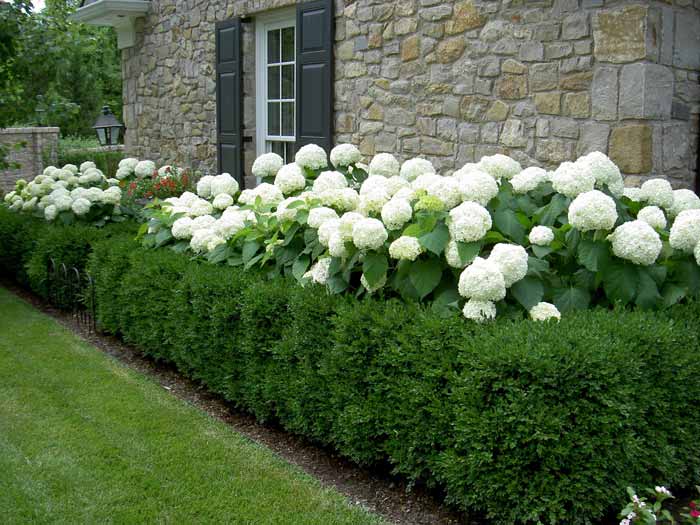 boxwood hydrangea 3