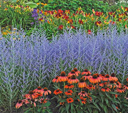 russian sage and echinacea