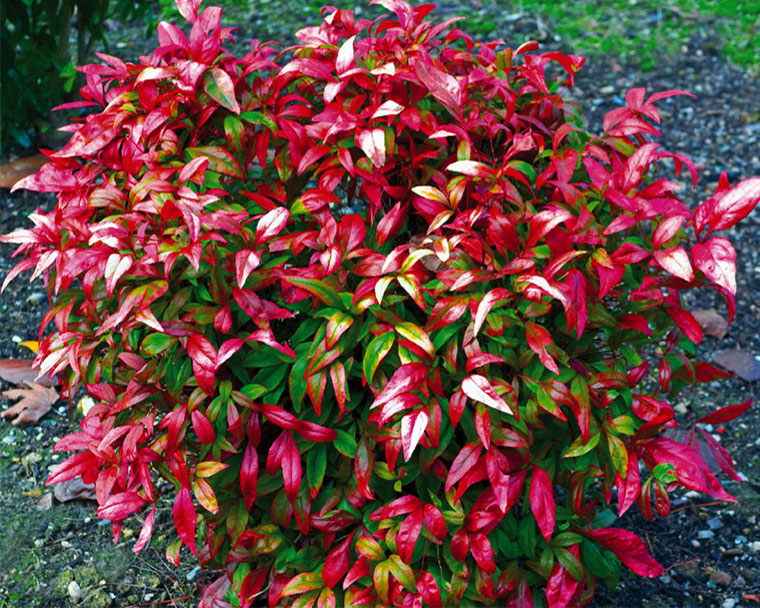 nandina-firepower