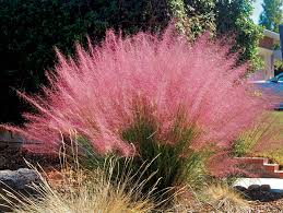 pink-muhly-grass