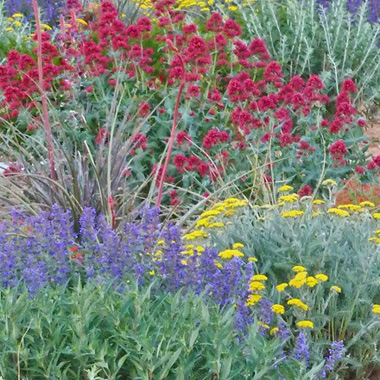 drought-resistant-plants