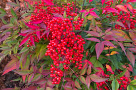 nandina