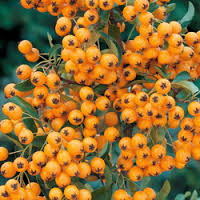 pyracantha